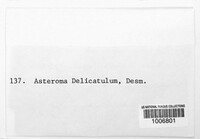 Asteroma delicatulum image